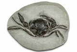 Eocene Fossil Crab (Pulalius) - Washington State #349493-1